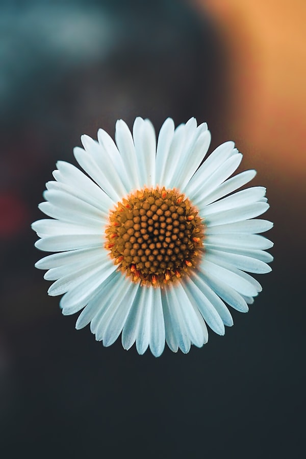 unsplash_3tYZjGSBwbk_flower_optimized.jpg