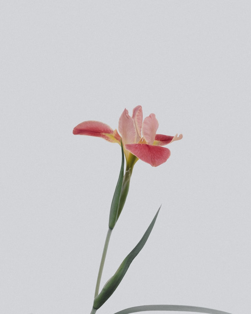 unsplash_YdAqiUkUoWA_flower_optimized.jpg
