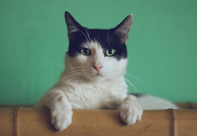 unsplash_gKXKBY-C-Dk_cat_small.jpg