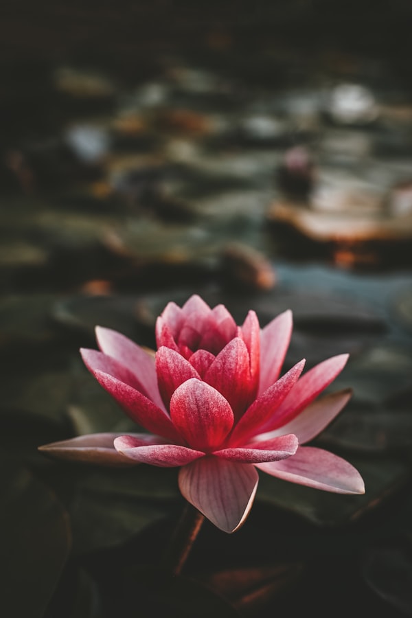 unsplash_yanhwFwyoaU_flower_optimized.jpg