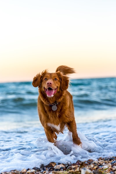 unsplash_yihlaRCCvd4_dog_optimized.jpg